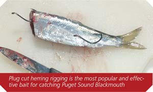 Plug cut herring rigging