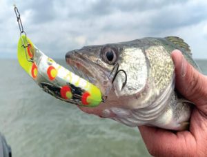 Walleye caught with Maglip