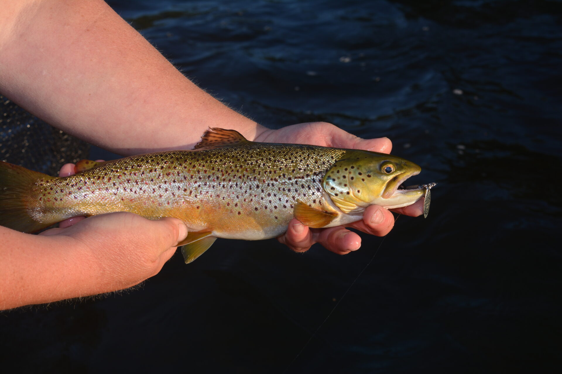 Casting Rooster Tail® - Yakima Bait