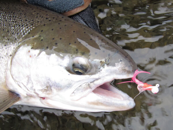 Jig Fishing for Steelhead - Yakima Bait