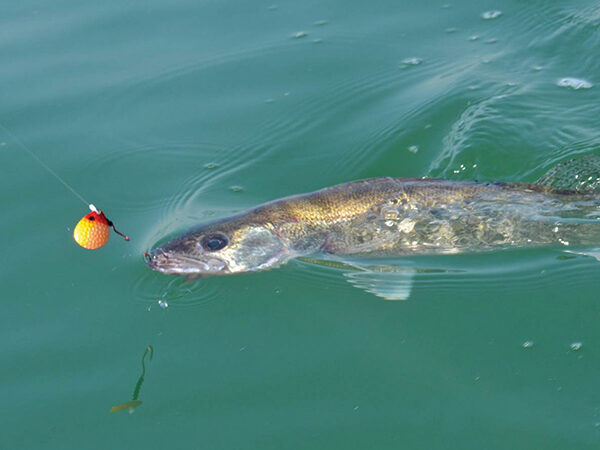 Walleye in the water with a fishing line in its mouth. Fishing line has a Hammer Time spinner attached