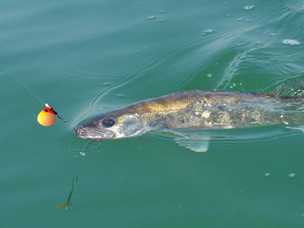 TROLLING SPINNER HARNESSES FOR WALLEYE - Yakima Bait