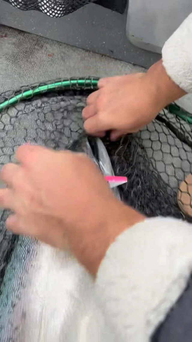 New Cut Plug doing work 😱#fishing