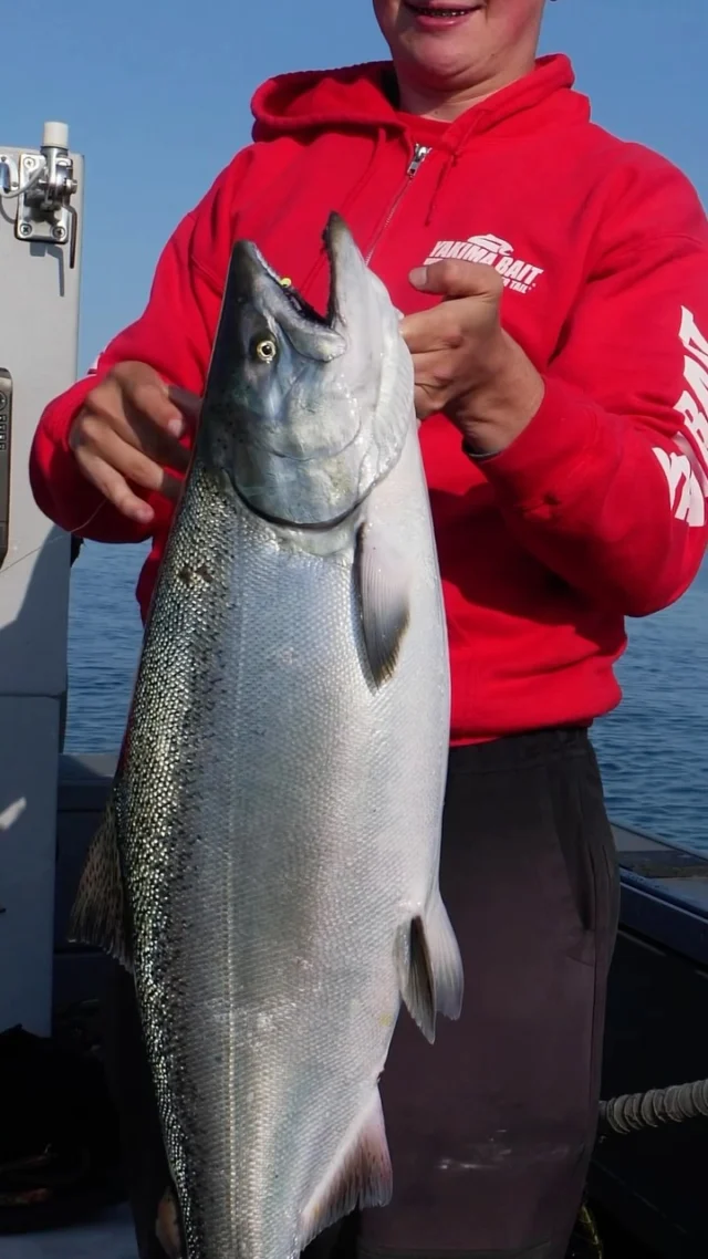 That drag sound though😳 Fort Peck Chinook Spin-N-Fish chompers